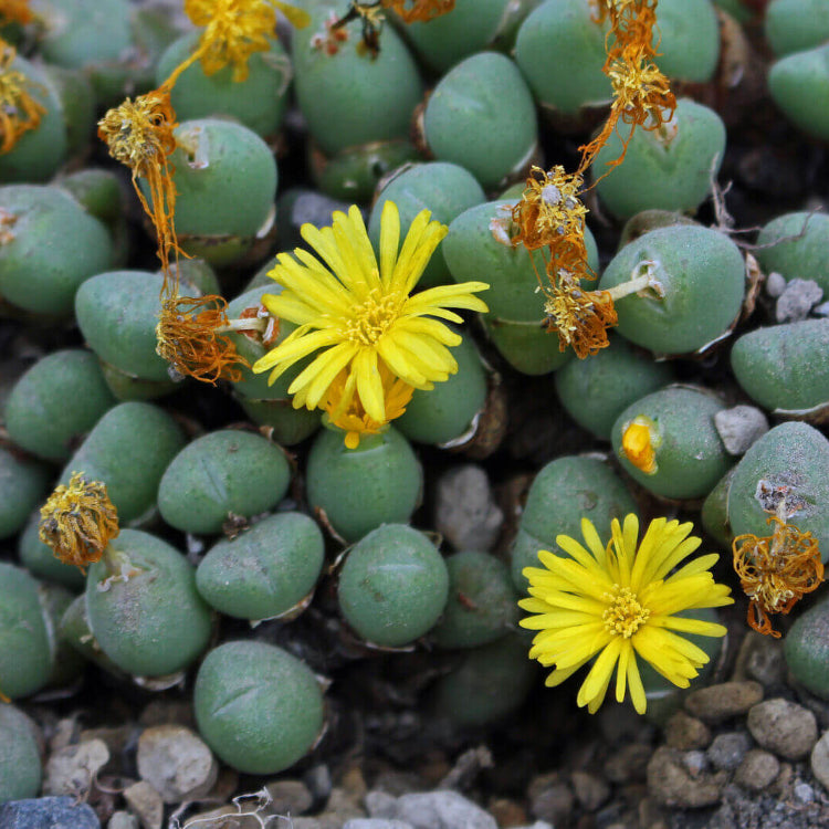 Conophytum Hammeri Plant Seeds - All In One For Home Gardens