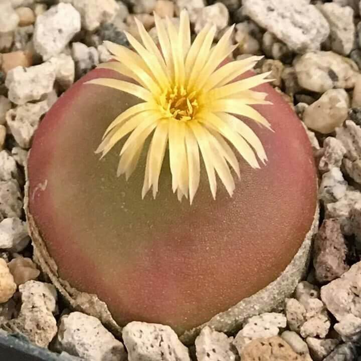 Conophytum Hammeri Plant Seeds - All In One For Home Gardens