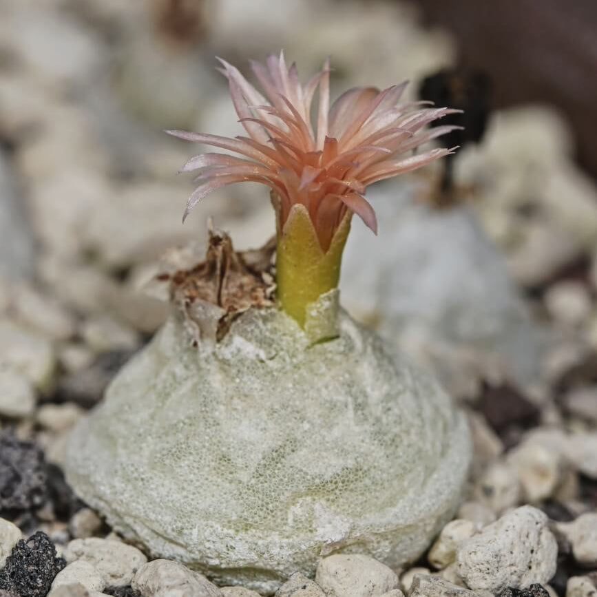 Conophytum Hammeri Plant Seeds - All In One For Home Gardens