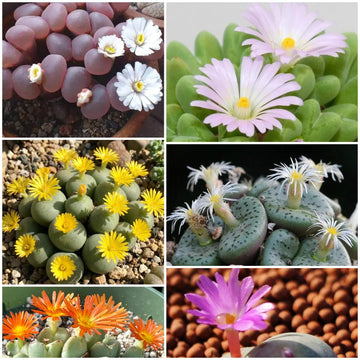 Conophytum Plant Seeds - All In One For Home Gardens