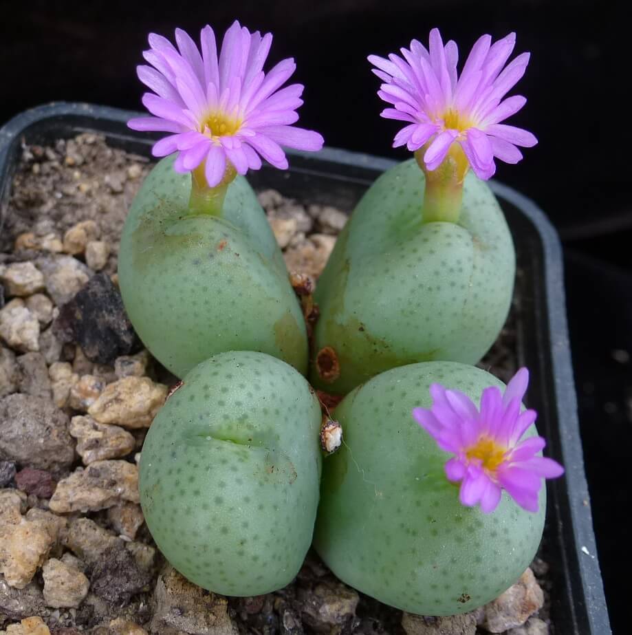 Conophytum Plant Seeds - Flower Plant
