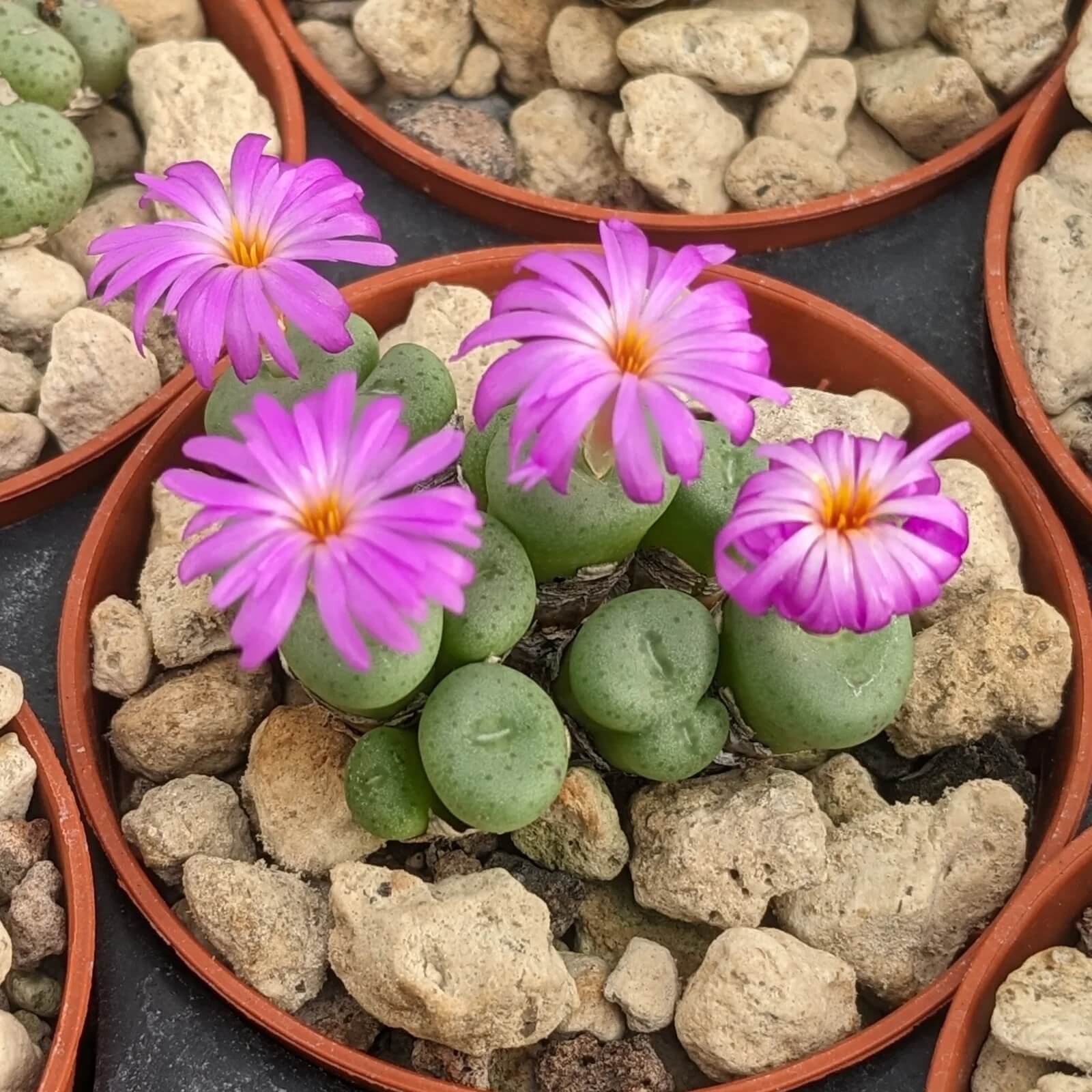 Conophytum Plant Seeds - Flower Plant
