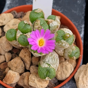 Conophytum Plant Seeds - Flower Plant