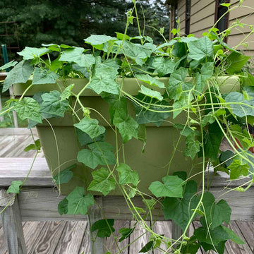 Container Cucamelon Seeds