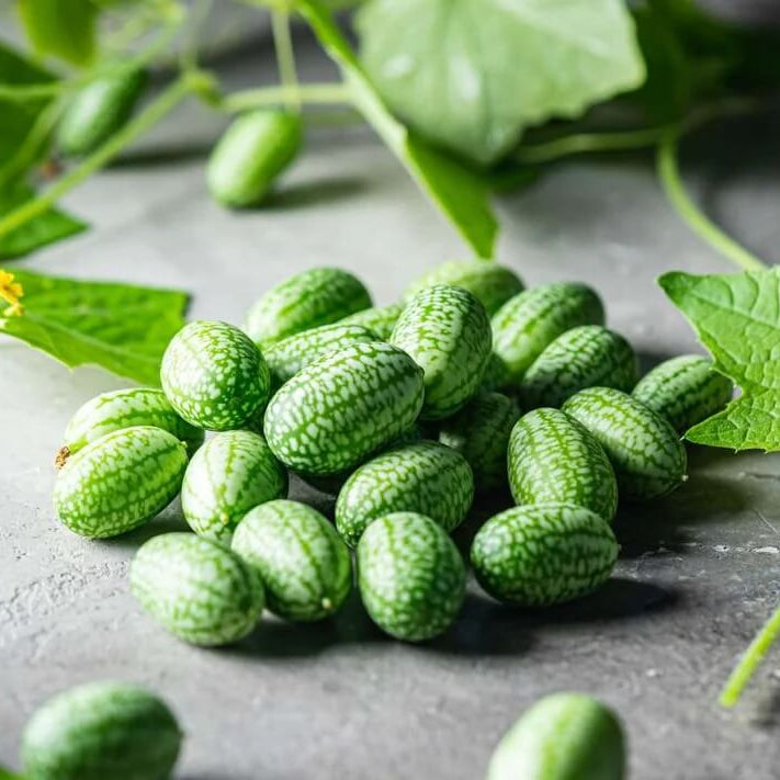 Container Cucamelon Seeds