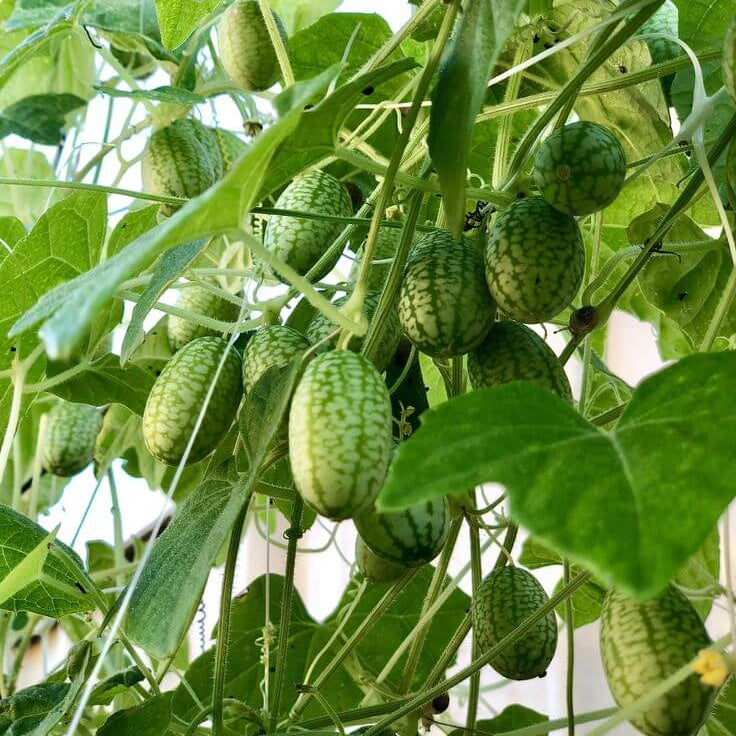 Container Cucamelon Seeds