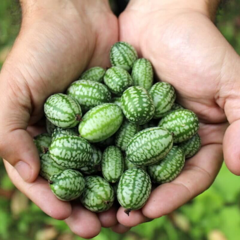 Container Cucamelon Seeds
