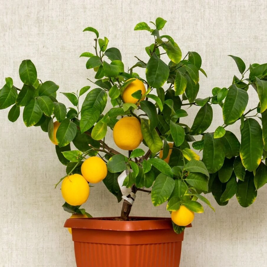 Container Lemon Tree Seeds