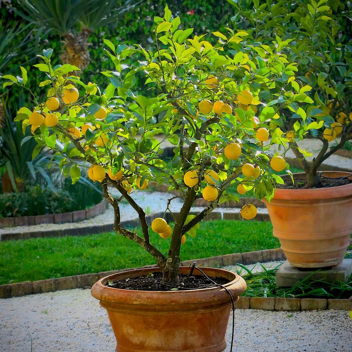 Container Lemon Tree Seeds