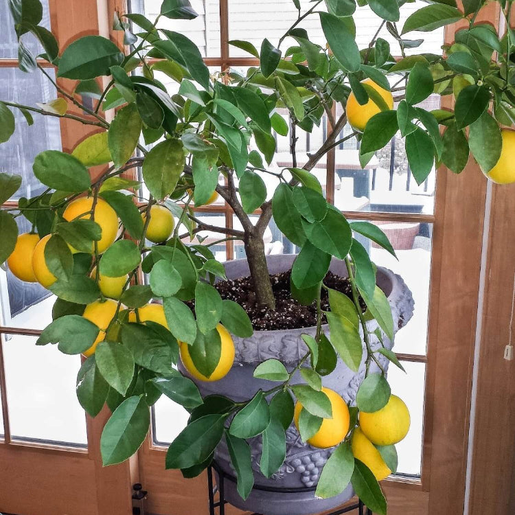 Container Lemon Tree Seeds