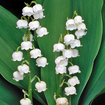 Convallaria Majalis Seeds – Wildflower Mix