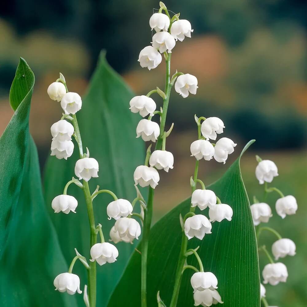 Convallaria Majalis Seeds – Wildflower Mix