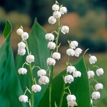 Convallaria Majalis Seeds – Wildflower Mix