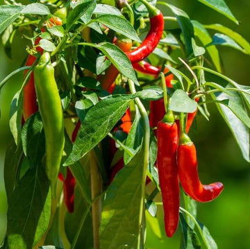 Cooking Pepper Plant Seeds