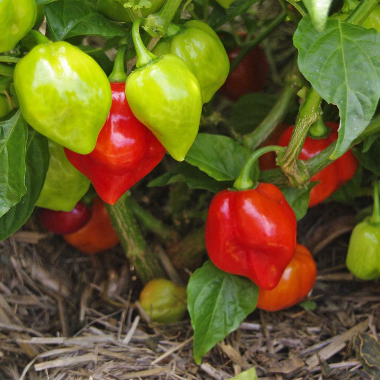 Cooking Pepper Plant Seeds