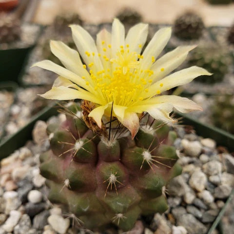 Copiapoa Seeds – Wildflower Mix, Heirloom
