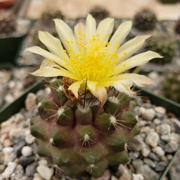 Copiapoa Seeds – Wildflower Mix, Heirloom
