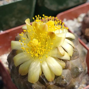 Copiapoa Seeds – Wildflower Mix, Heirloom
