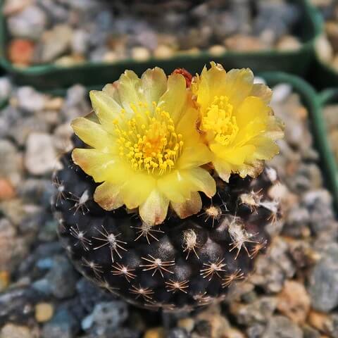 Copiapoa Seeds – Wildflower Mix, Heirloom

