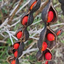 Coral Bean Seeds – Red