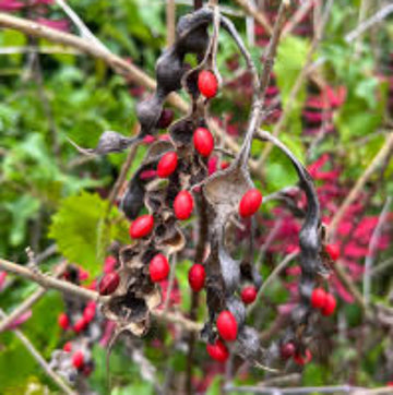 Coral Bean Seeds – Ornamental