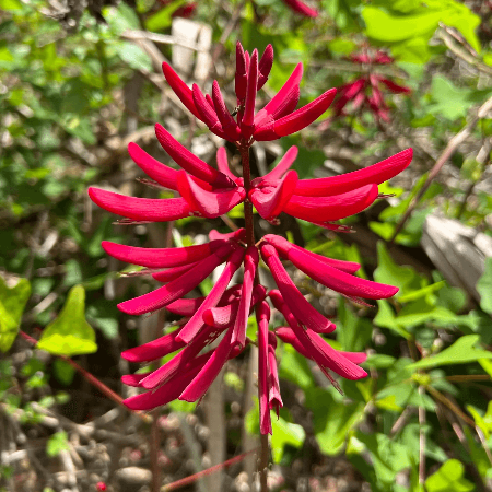 Coral Bean Seeds – Ornamental