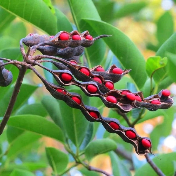Coral Bean Seeds – Red