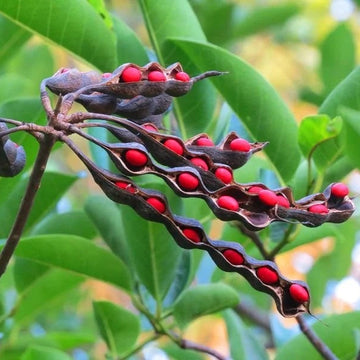 Coral Bean Seeds – Red