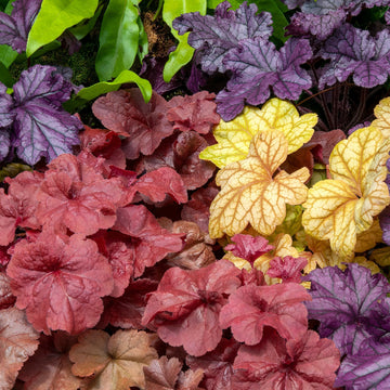 Coral Bells Seeds – Heuchera Perennial
