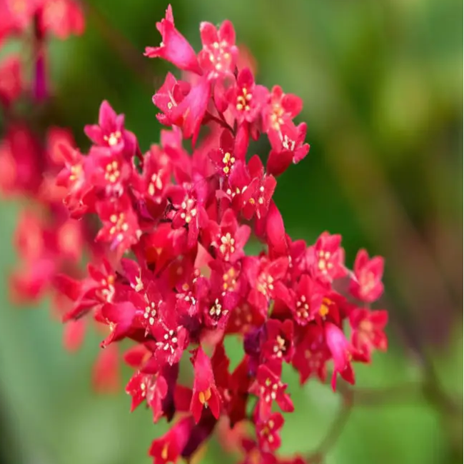 Coral Bells Seeds – Perennial Shade-Loving
