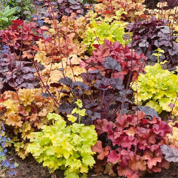 Coral Bells Seeds – Heuchera Perennial
