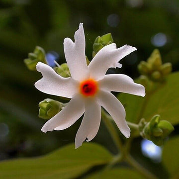 Coral Jasmine Seeds - Flower Plant