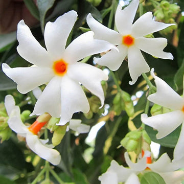 Coral Jasmine Seeds - Flower Plant
