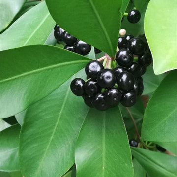 Coralberry Seeds