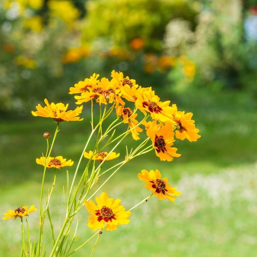 Coreopsis Seeds – Coreopsis spp