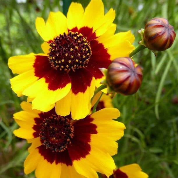 Coreopsis Seeds – Coreopsis spp