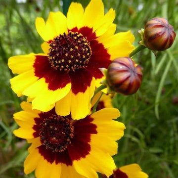 Coreopsis Seeds – Coreopsis spp