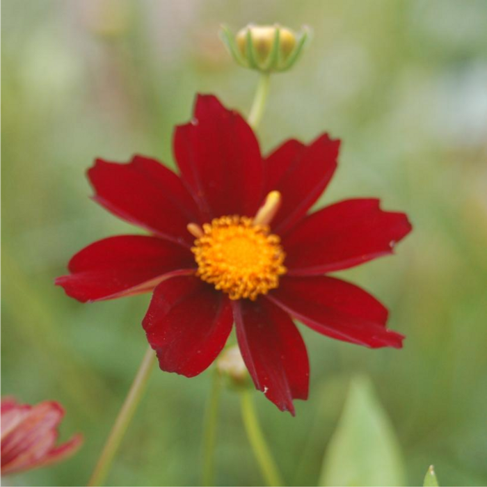 Coreopsis Seeds – Mercury Rising
