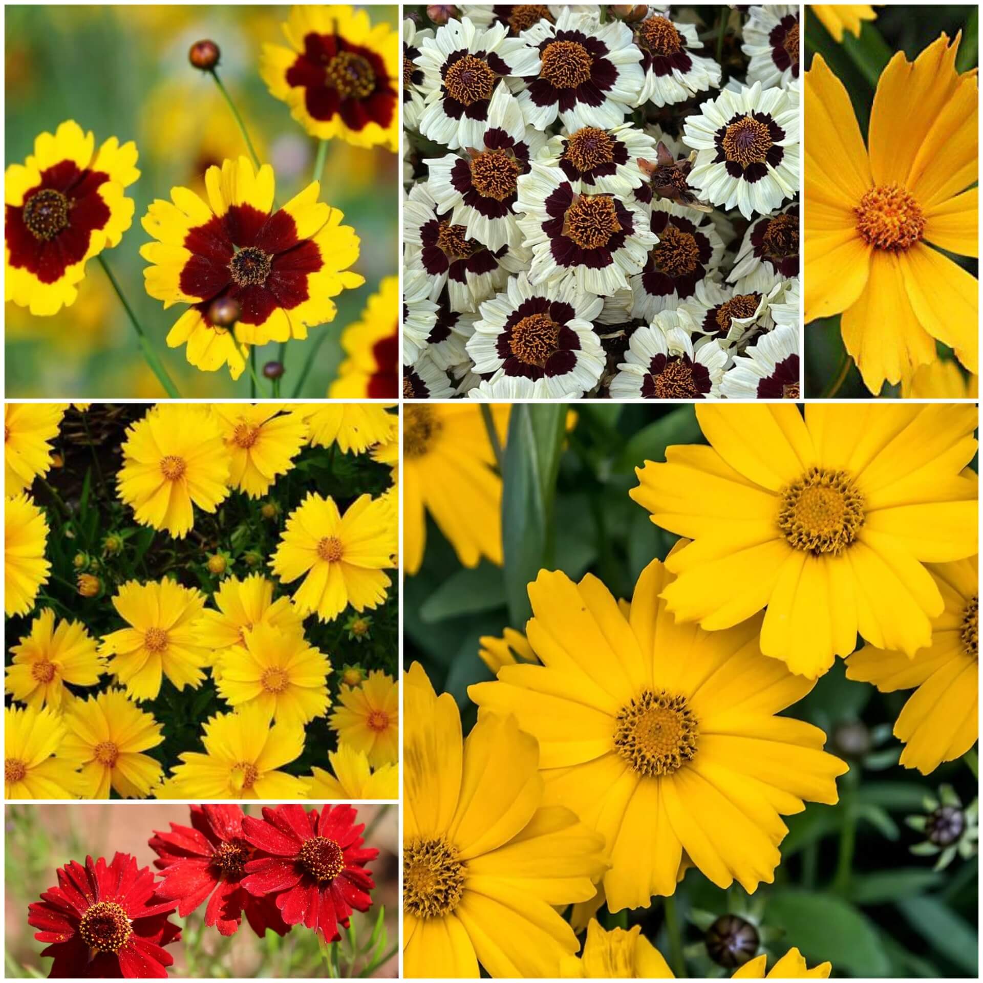 Coreopsis Seeds - All In One For Home Gardens