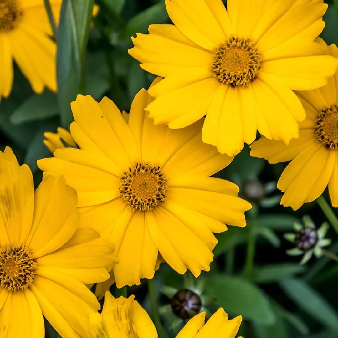Coreopsis Seeds - All In One For Home Gardens