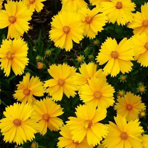 Coreopsis Seeds - All In One For Home Gardens