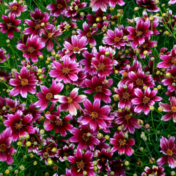 Coreopsis Seeds – Berry Chiffon
