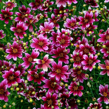 Coreopsis Seeds – Berry Chiffon