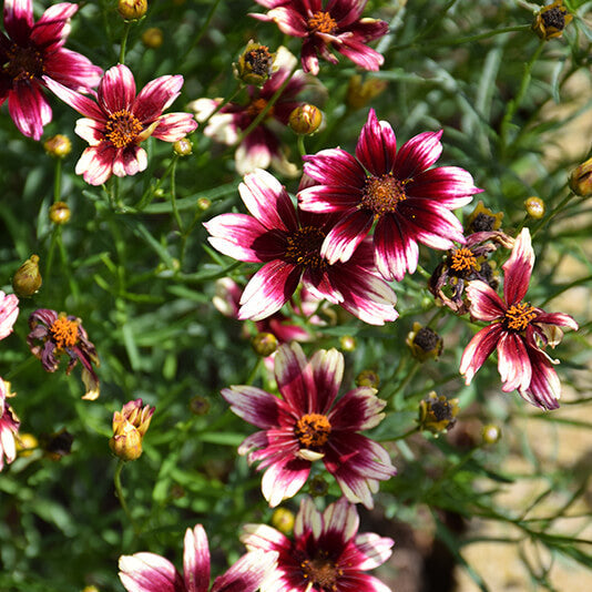 Coreopsis Seeds – Berry Chiffon