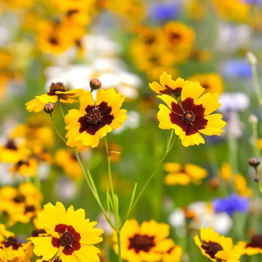 Coreopsis Seeds – Coreopsis spp