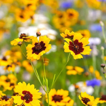 Coreopsis Seeds – Coreopsis spp