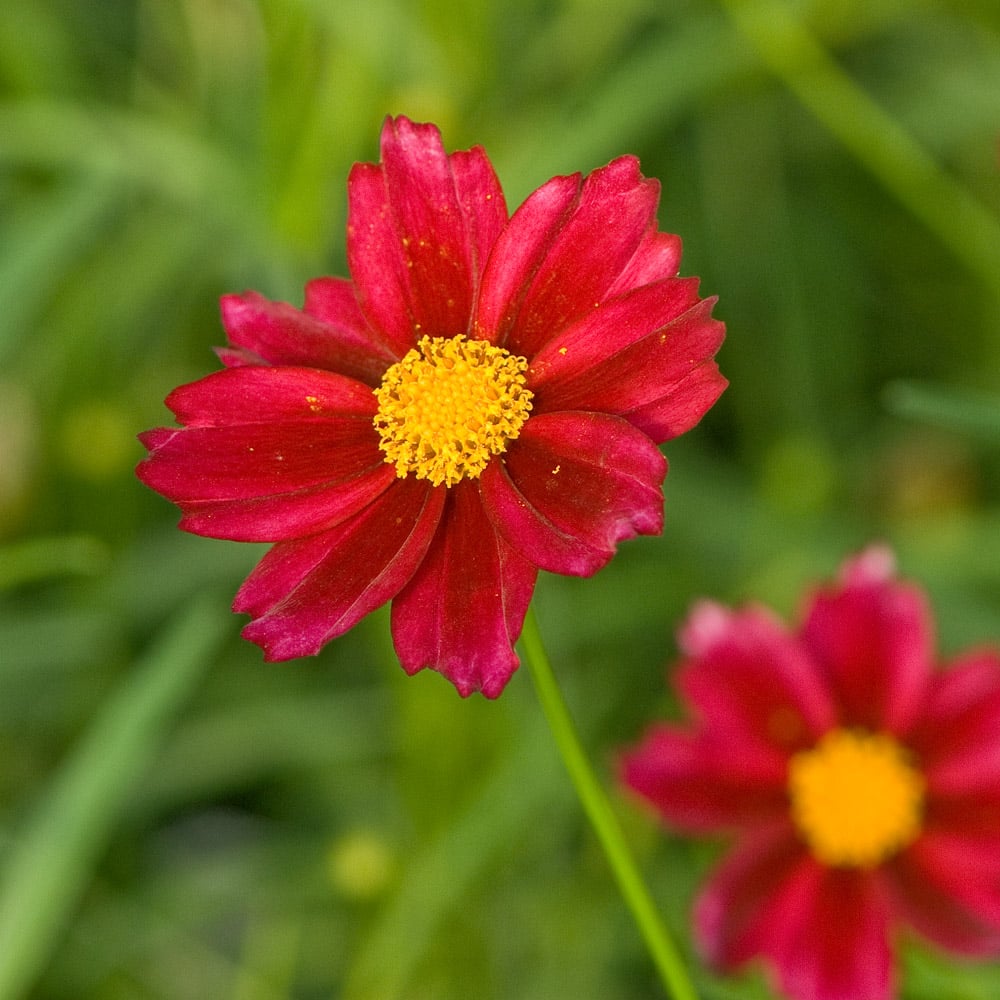 Mercury Rissing Mercury Rising Coreopsis Seeds | Garden Flower