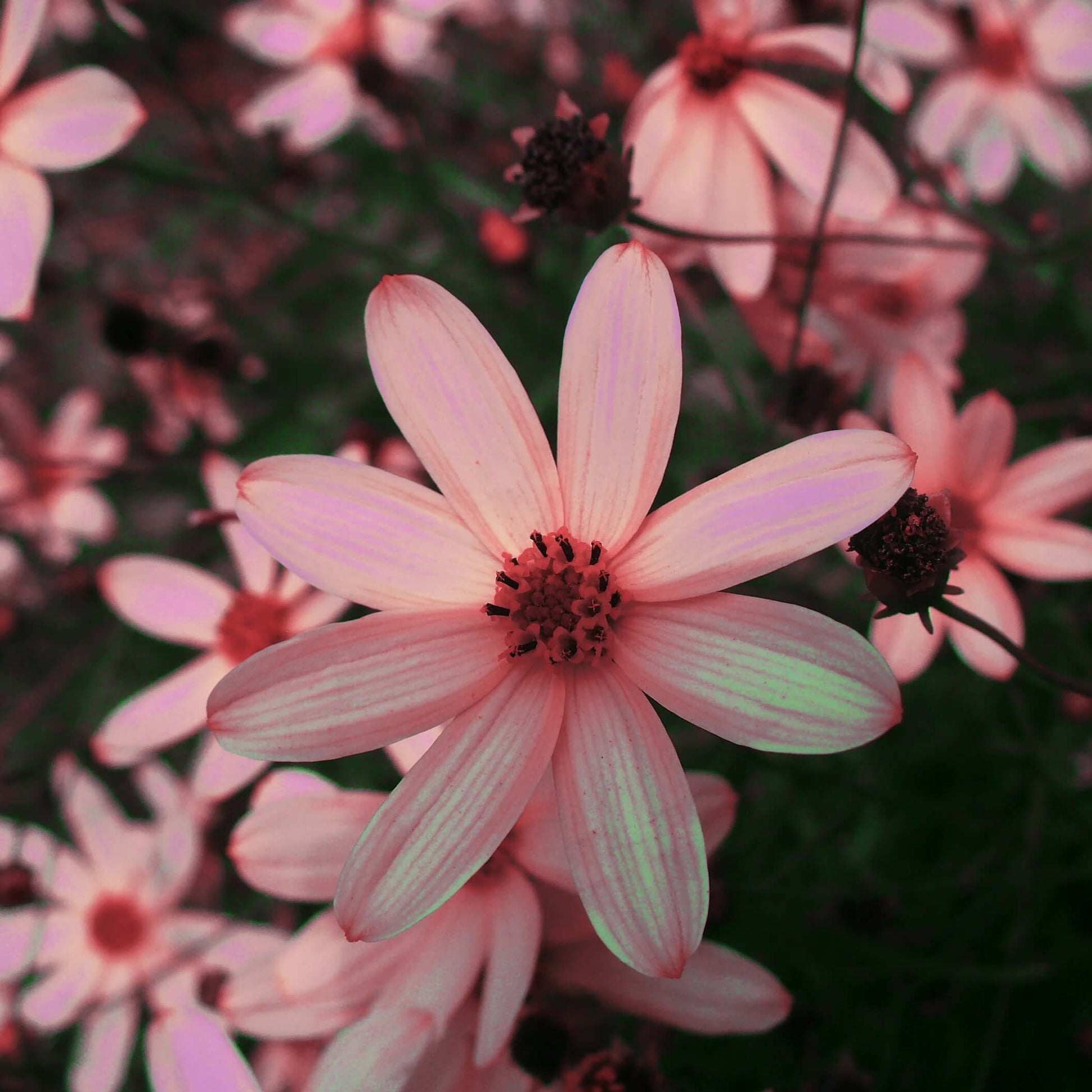 Coreopsis Seeds – Pink