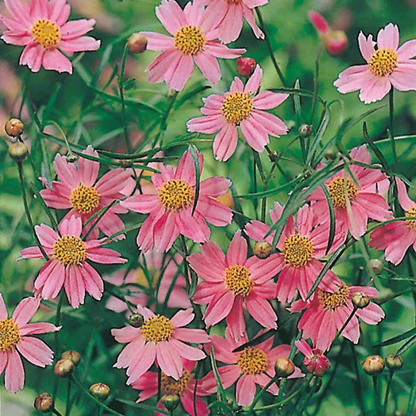 Coreopsis Seeds – Pink