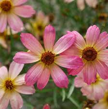 Coreopsis Seeds – Pink